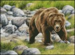 (image for) Griz Country